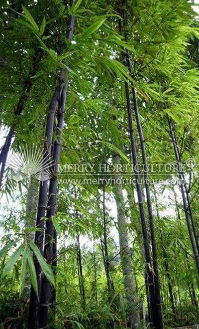 Phyllostachys nigra (black)
